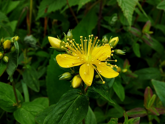 {Hypericum graveolens}